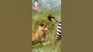 Most Strongest Lions And Strong Zebra Short