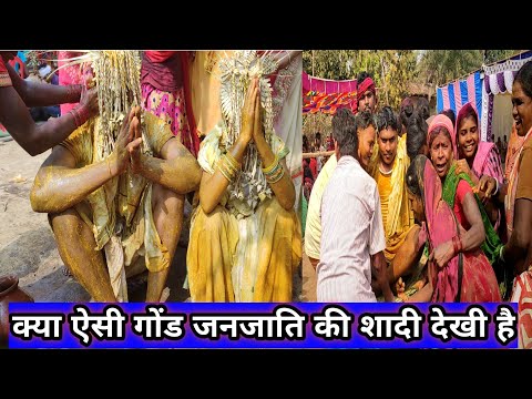 Gond Tribe Culture Marriage।। गोंड जनजाति की सांस्कृतिक विवाह।। Chhattisgarh