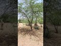 Donkey Meeting Scene In Jungle Shorts Viralvideo Donkey Mating Sex With Donkeys Donkey Meeting Scene In Jungle Shorts Viralvideo Donkey Mating Sex With Donkeys