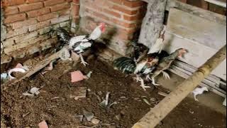 Ayam jago #77 - Suara ayam petok-petok | Suara ayam panik | Suara ayam bertelur