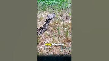 Nặng 20 kg, răng nanh dài 5cm, rắn Hổ lục Gaboon, cơn Ác mộng của rừng rậm châu Phi