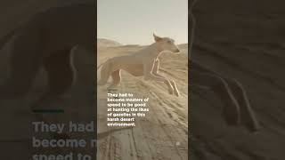 The saluki is one of the fastest land predators on Earth | Smithsonian Channel #Shorts