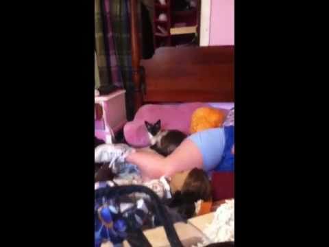 Casper gets scared by an air horn YouTube Casper gets scared by an air horn YouTube