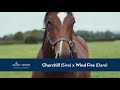 QIPCO #FollowTheFoals Naming Competition