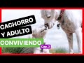 Cómo INTRODUCIR un CACHORRO en CASA con OTRO PERRO ✅ - CONVIVENCIA (2ª Parte)