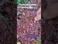 W taki sposób robimy hortensje  bukietową na pniu #elawogrodzie #hortensje  #bukietowe #garden