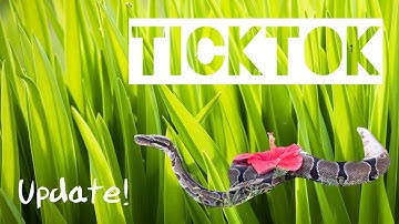 Rescued Ball Python UPDATE! * PLUS NEW ANIMAL!*