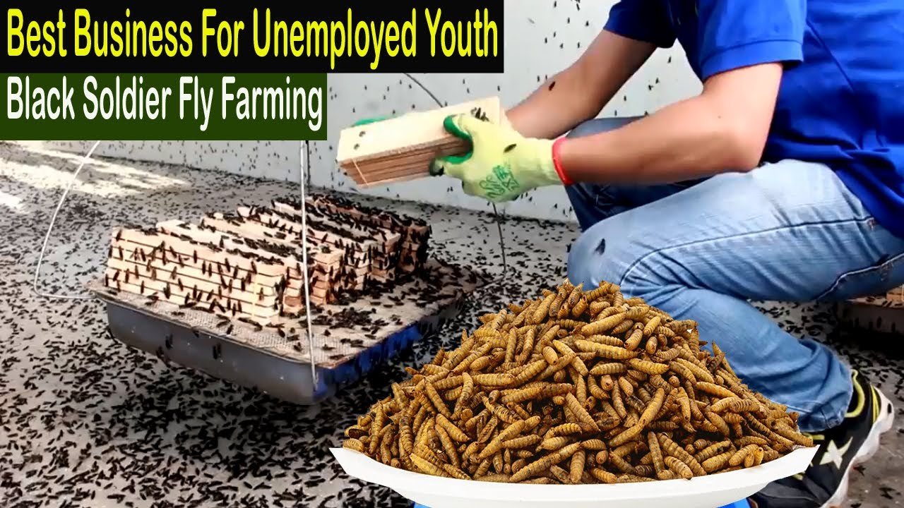 black soldier fly farming business plan