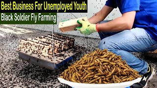 Black Soldier Fly Farming - How to Start Business Black Soldier Fly Larvae Farming - Business Ideas screenshot 4