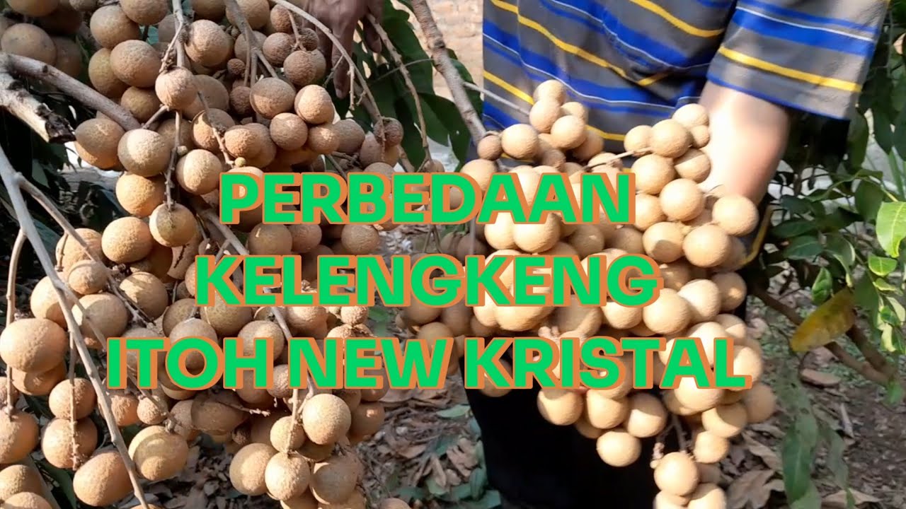 PERBEDAAN BUAH KELENGKENG ITOH DAN NEW KRISTAL