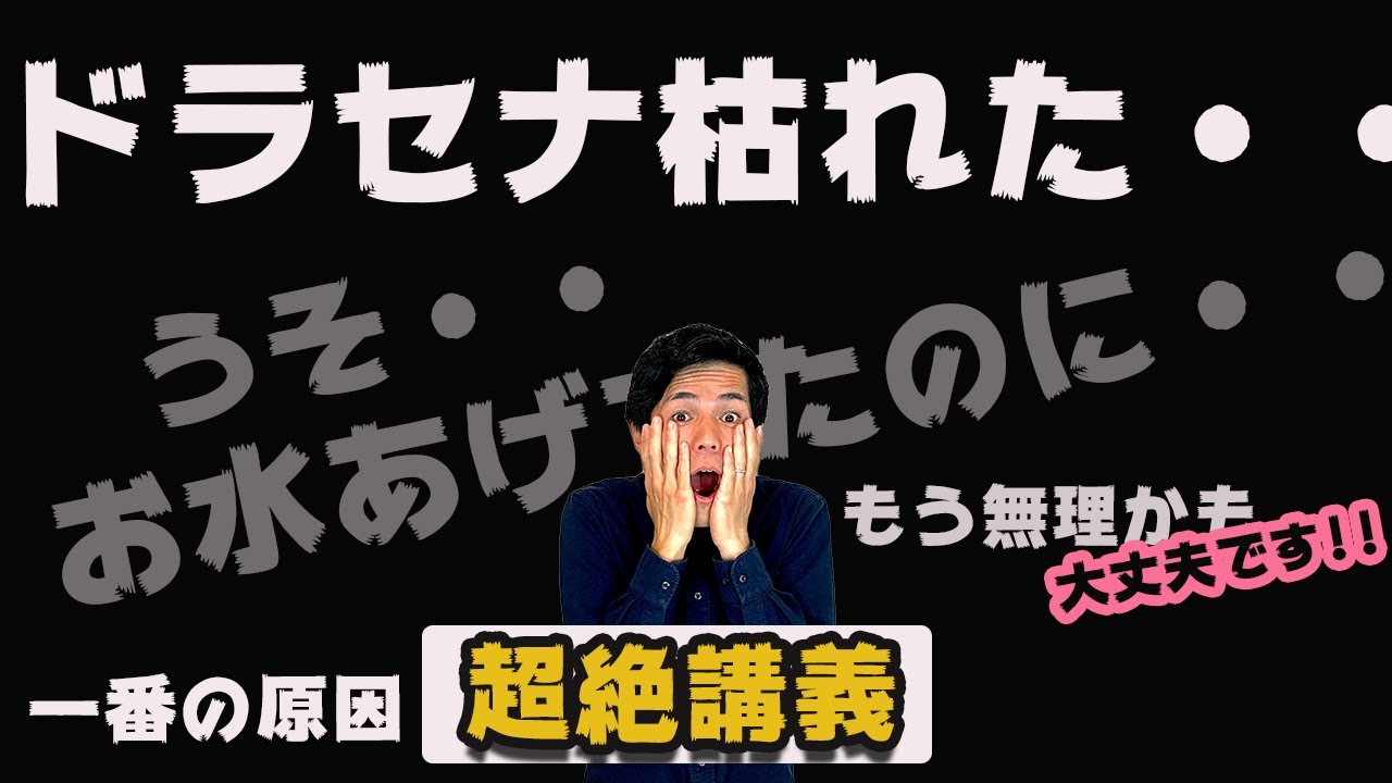 【観葉植物】ドラセナが枯れたのはナゼなのか