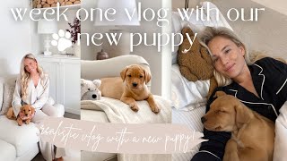 FIRST WEEK OF HAVING A PUPPY VLOG! Meet Simba our 10 week old Red Fox Labrador Profile