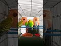 Australian birds fun | Budgie sounds fight | Australian birds sound #birdlovers #australianbirds