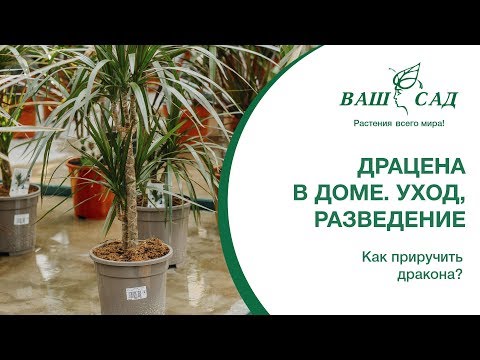 Video: Ako Sa Správne Starať O Dracaena V Zime: Napájanie, Kŕmenie A ďalšie Aspekty