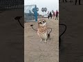 APT virson india #funny #comedy #cute #funnyanimals #birds #ytshorts #youtubeshorts #trandingshorts