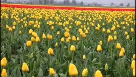 سورة القيامة للشيخ فضل حسن عباس رحمه الله