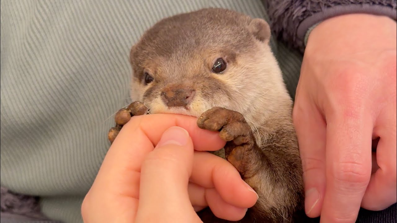 家族から好かれすぎてもみくちゃにされるカワウソ Otter too well
