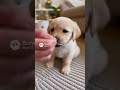 【Lab &amp; Kitty Life】Puppy Eating ASMR! So Satisfying