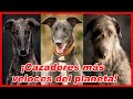 Top 10 PERROS LEBRELES utilizados para CAZAR ⚡ galgos