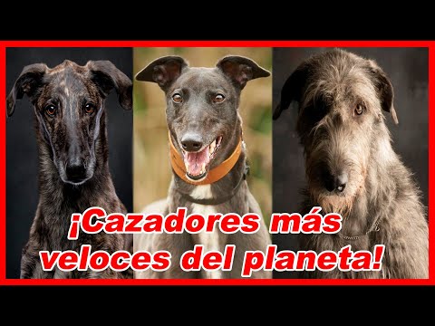 Video: ¿Los lebreles son buenas mascotas?