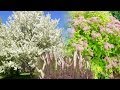 Walkway Landscaping Plants Ideas For