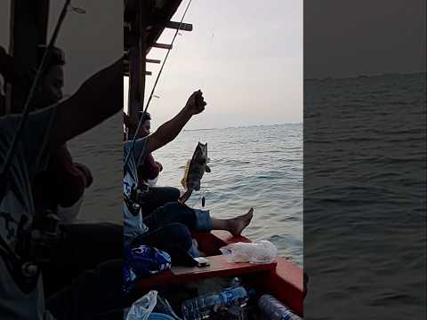 Strike ikan kerapu | Fishing #shorts #pesca #fishing #mancing #fishingvideo