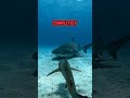 This Baby Shark Didn’t See What Was Below #shorts