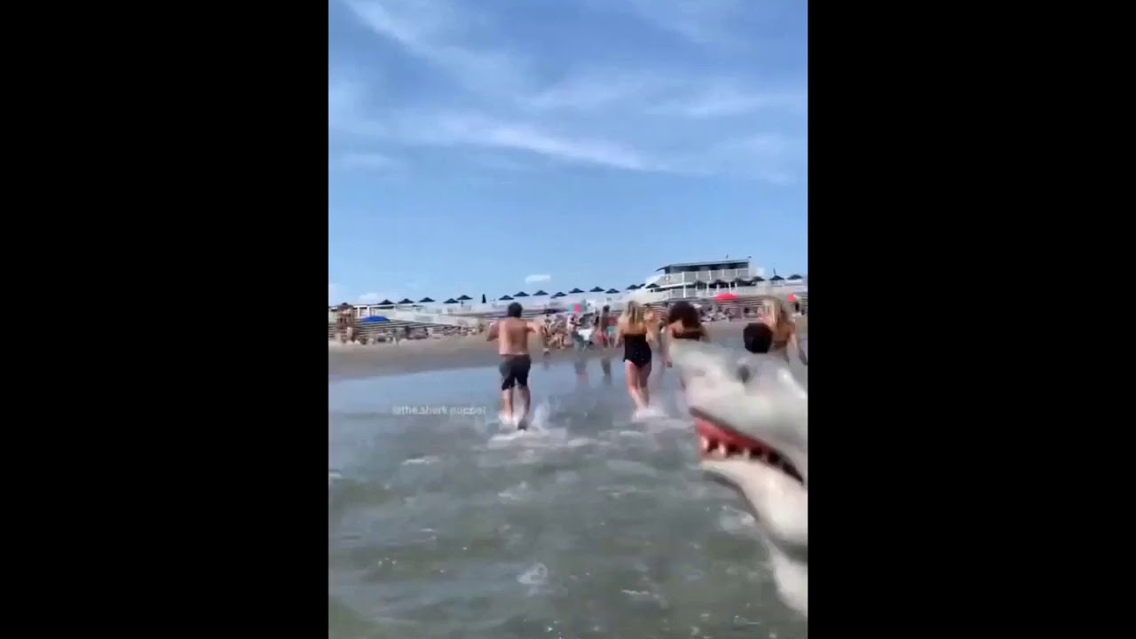 Shark Puppet Compilation 2 (Backwards Version) - YouTube