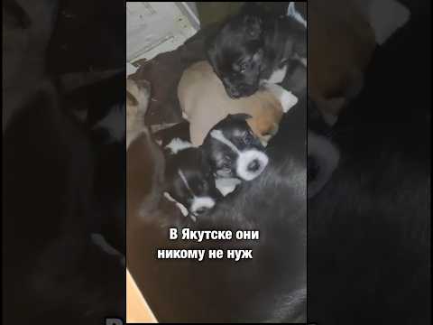 Видео: Собака мать пытается согреть щенков на морозе в - 35❗️СоС