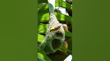 1018 Unbelievable Weaver Bird Build nest  Bird Constructions