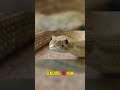 How Pit Vipers See in 3D Thermal Vision!