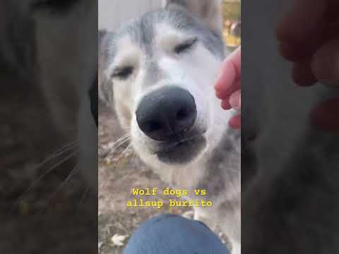 Do wolf dogs like burritos? Ava and Rocco give one a taste. #wolfdog #wolfdogs #rescuedogs
