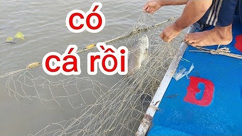 đi thăm lưới cá chẻm thật là mai (lê nghĩa cần giờ)
