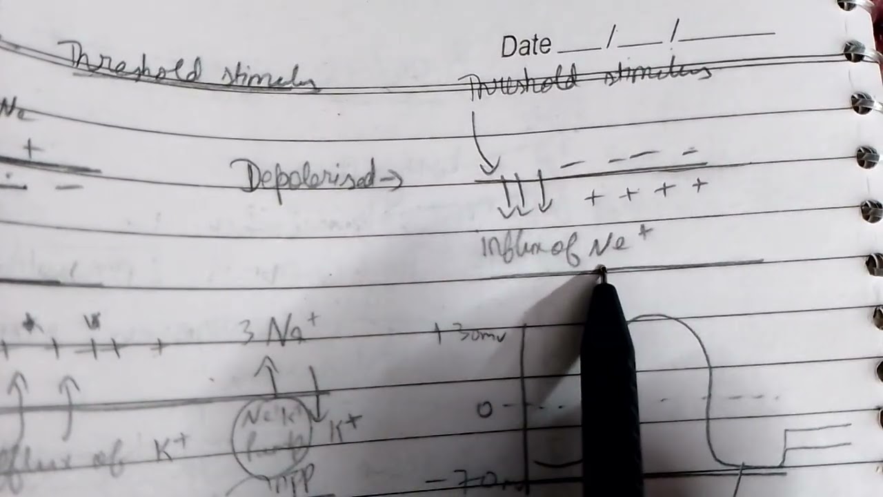 Action potential of neuron 