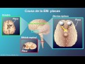 Explicación de la esclerosis múltiple