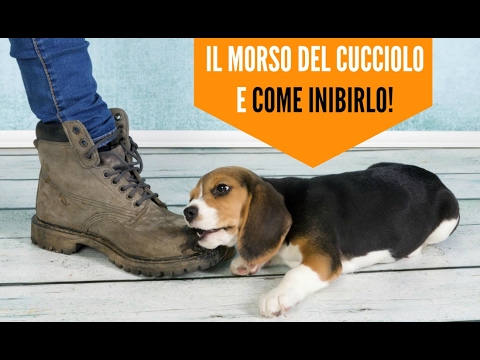 Il morso del cane: perché morde e come inibirlo!