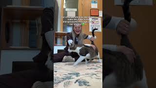 Every donation matters, link in bio🥹❤️#cat #kitten #community #shelter #animals