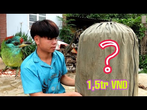 Video Thành Viên Mới Và Thả Cu Rốc Vào Avi | Dân Tộc Tây Bắc... - youtube
