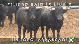 Toros de Manuel Caro enfadados y arrancaos: peligro bajo la lluvia  | Toros desde Andalucía