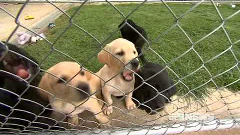 ACBPS Detector Dog Program on Channel 9 Melbourne News - 19 October 2013