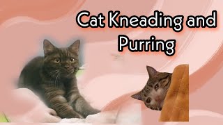 Cat Kneading and Purring by Reebonz Cattery TV 92 views 1 year ago 1 minute, 2 seconds