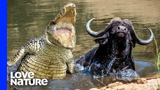 Croc vs. Buffalo | Deadly Australians screenshot 4