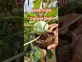 Turnip in Coconut shell ತೆಂಗಿನ ಚಿಪ್ಪಿನಲ್ಲಿ ನವಿಲುಕೋಸು