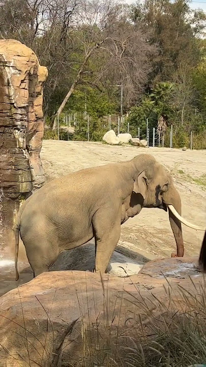 Jamming to some good tunes at the Los Angeles Zoo #lazoo
