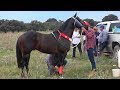 Carreras de Caballos en Laguna Grande 2019