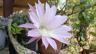 Echinopsis Oxygona