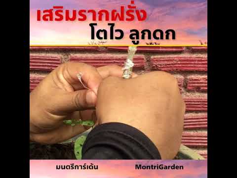 การเสริมรากฝรั่ง