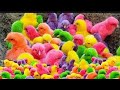 24 mei 2024 anak ayam lucu warna warni  ayam rainbow lucu