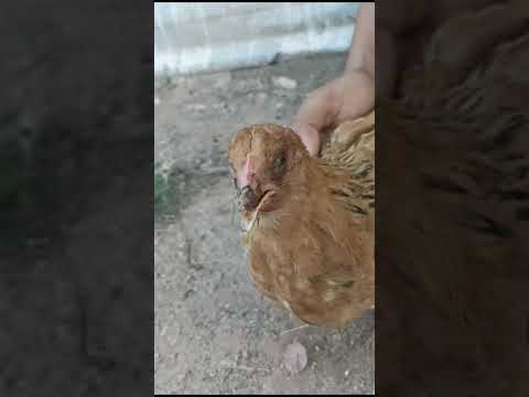 مرض الجدري الذي يصيب الدجاج البلدي من أخطر الأمراض و يجب الوقاية منه صناعة مشروع