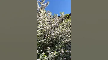 Пчелы на яблоне.